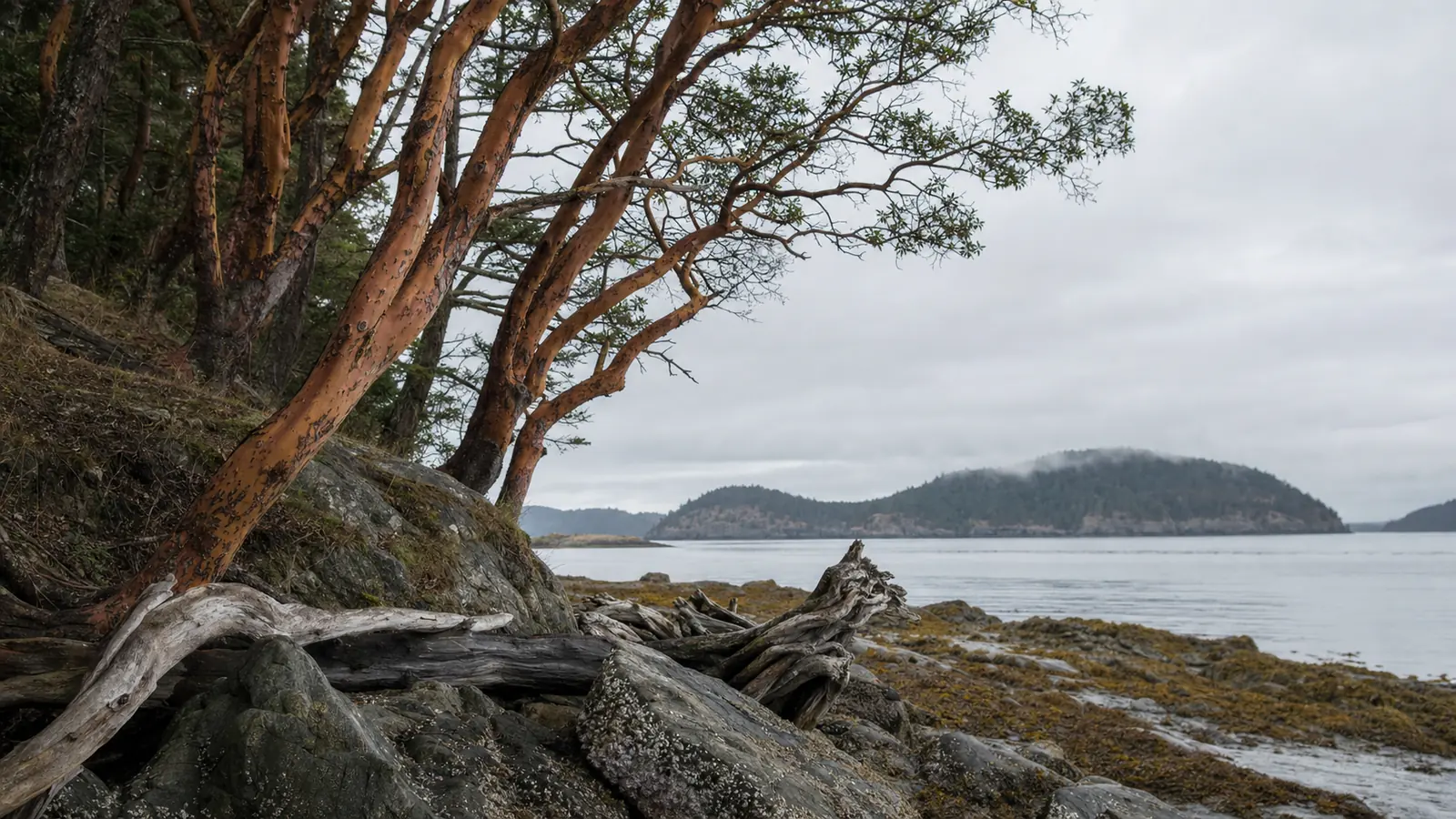 Madrona trees with peeling rust-colored bark leaning over a rocky San Juan Islands shoreline under low cloud